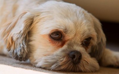 Por que os olhos dos cães ficam lacrimejantes e manchados? 5