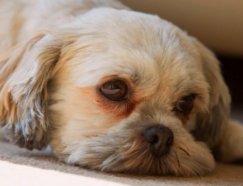 Por que os olhos dos cães ficam lacrimejantes e manchados?