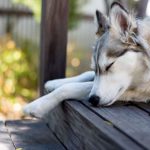 10 maneiras de manter os cães frescos no verão 3