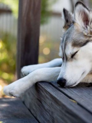 10 maneiras de manter os cães frescos no verão