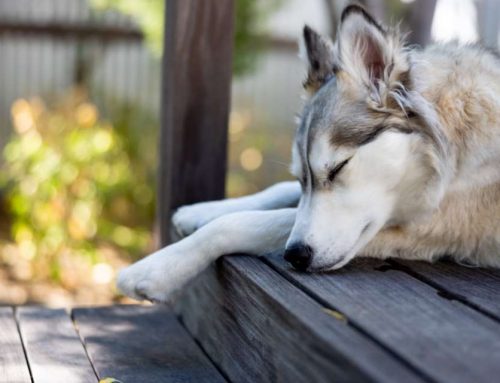 10 maneiras de manter os cães frescos no verão
