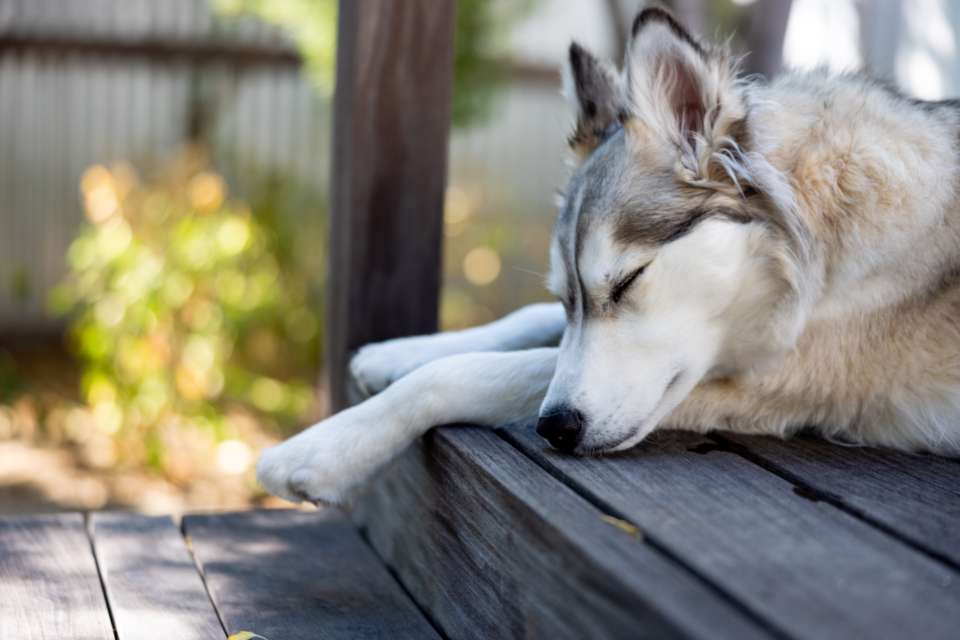 10 maneiras de manter os cães frescos no verão 1