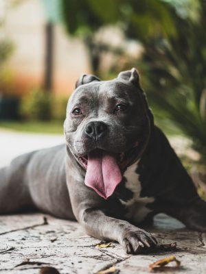 Cachorro com barriga dura: causas e tratamento