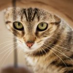 Gato fedorento: o que causa o mau cheiro em gatos e como resolver 9