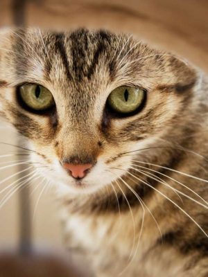 Gato fedorento: o que causa o mau cheiro em gatos e como resolver