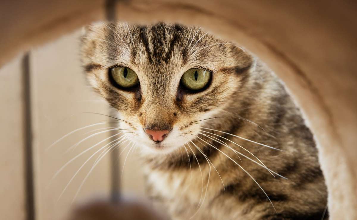 Gato fedorento: o que causa o mau cheiro em gatos e como resolver 1
