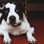 Sintomas e tratamento do câncer em cachorro 14