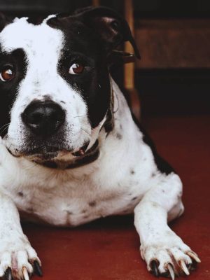 Sintomas e tratamento do câncer em cachorro