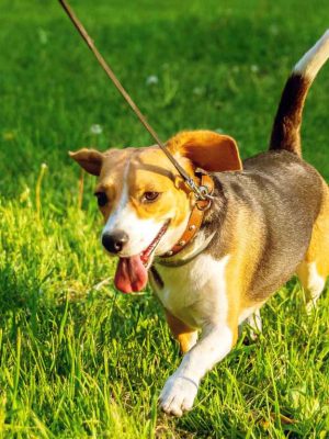 Sintomas da diabetes em cachorros, cuidados e tratamentos