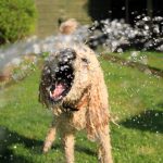 Sinais de que seu cão precisa de água 16