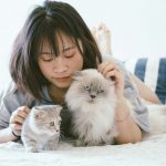 Check-ups veterinários regulares para gatos | Checklist de saúde felina 1