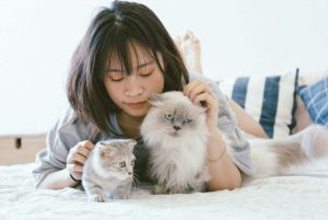 Check-ups veterinários regulares para gatos | Checklist de saúde felina 8