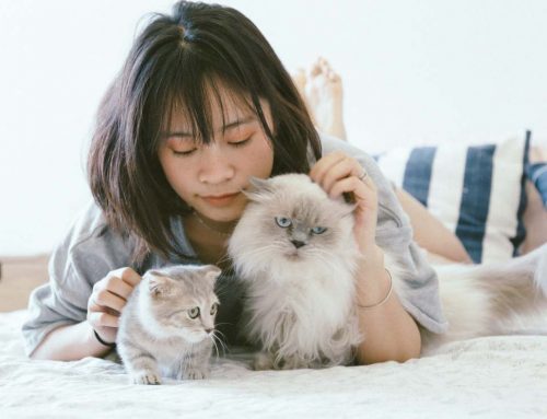 Check-ups veterinários regulares para gatos | Checklist de saúde felina