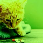 Como dar pílula ou cápsula para gato? 1