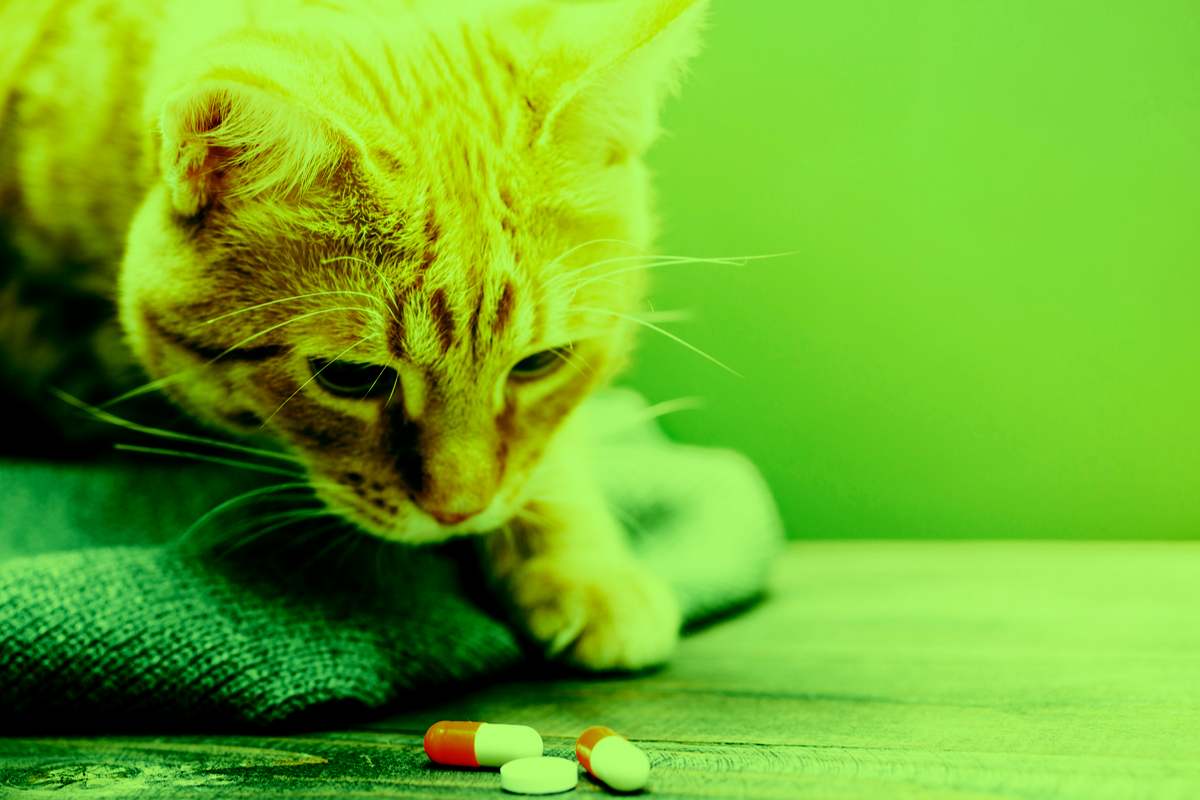 Como dar pílula ou cápsula para gato?