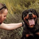 Problemas comuns de saúde em Rottweiler 11