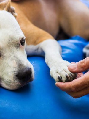 Cachorro com pancreatite – tratamento endocrinológico em São Paulo