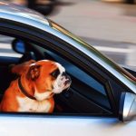 Como levar seu cachorro no carro de forma segura 1