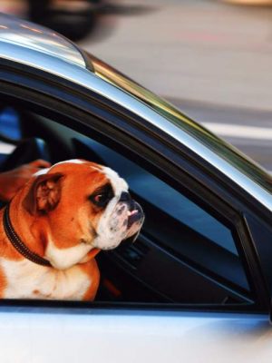 Como levar seu cachorro no carro de forma segura