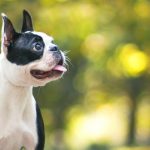 Filhotes de Boston Terrier: um guia completo para novos donos 4