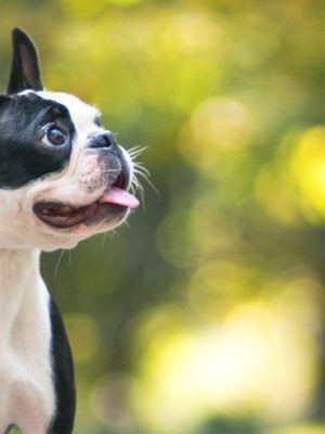 Filhotes de Boston Terrier: um guia completo para novos donos