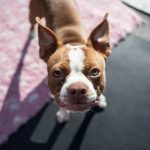 Olhos vermelhos em Boston Terriers: o que causa isso? 14