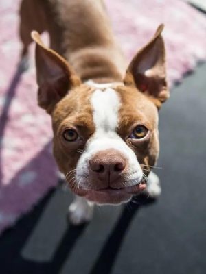 Olhos vermelhos em Boston Terriers: o que causa isso?