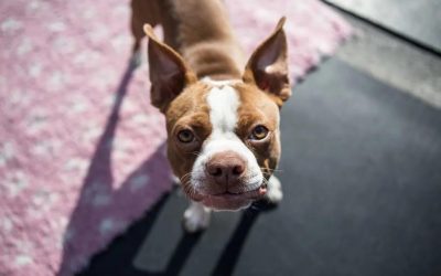 Olhos vermelhos em Boston Terriers: o que causa isso? 3