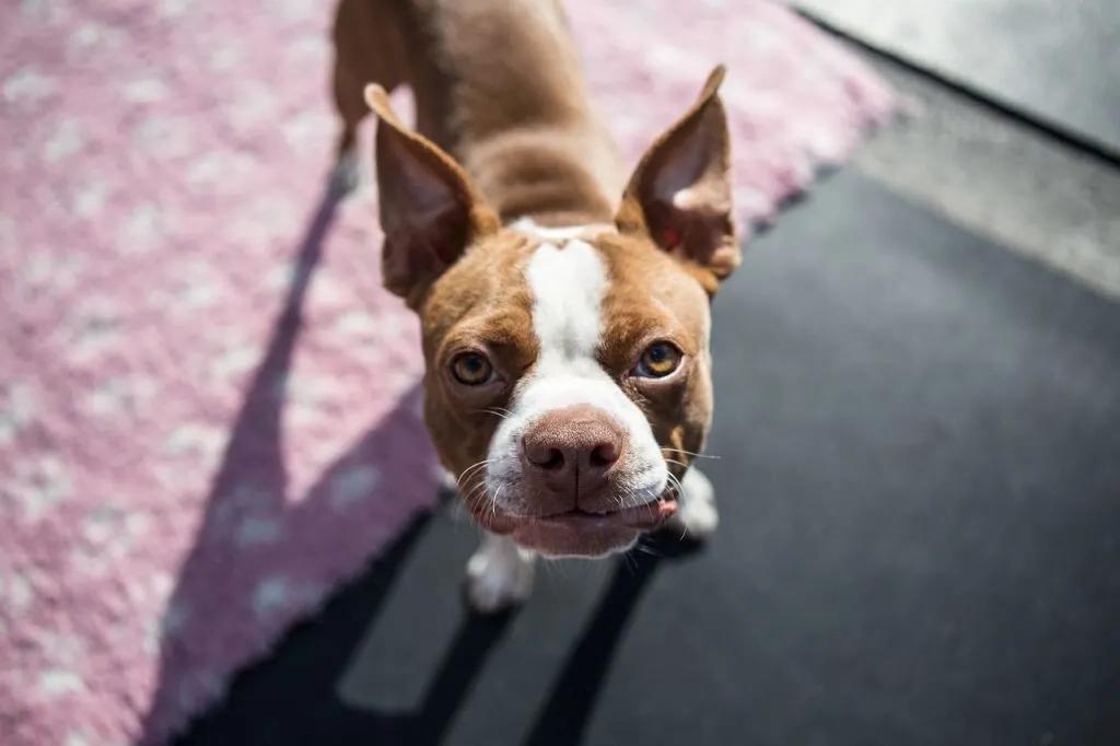 Olhos vermelhos em Boston Terriers: o que causa isso?