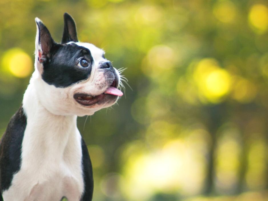 Filhotes de Boston Terrier: um guia completo para novos donos 1