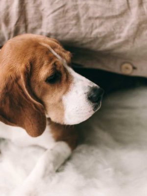 Perna do cachorro inchada: causas e o que fazer