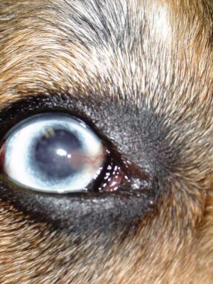 7 motivos para o olho do cachorro ficar turvo