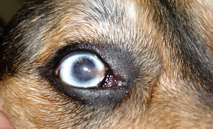 7 motivos para o olho do cachorro ficar turvo