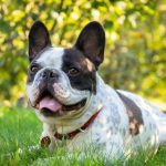 10 problemas de saúde comuns do Boston Terrier 6
