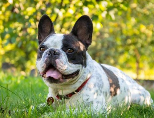 10 problemas de saúde comuns do Boston Terrier