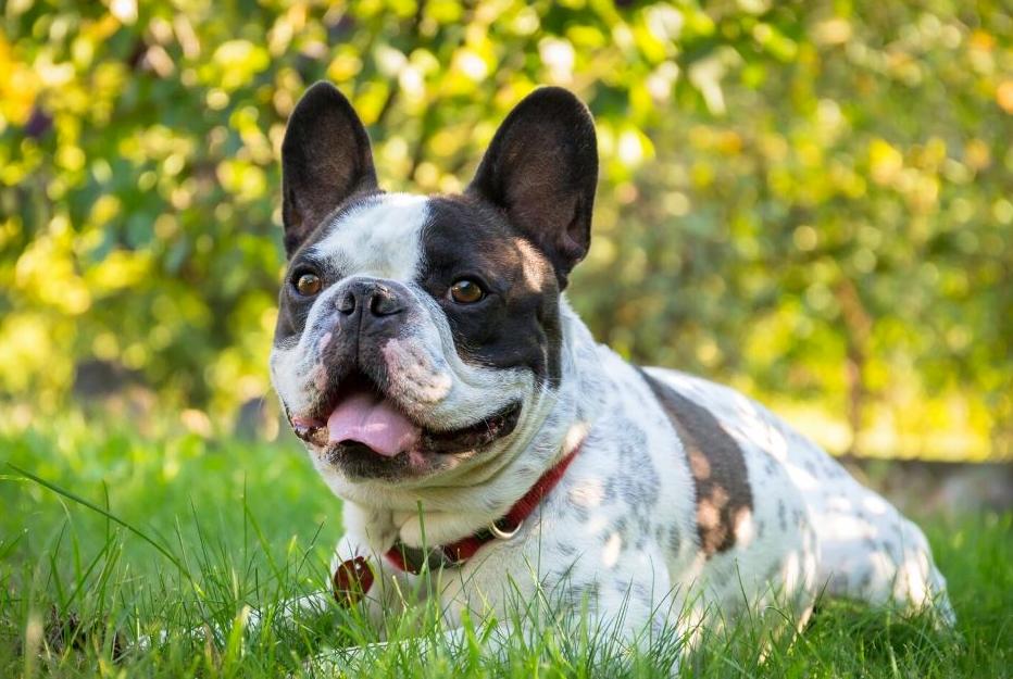 10 problemas de saúde comuns do Boston Terrier