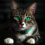 Tira dúvidas sobre gatos e problemas oculares: o que todo dono precisa saber 5