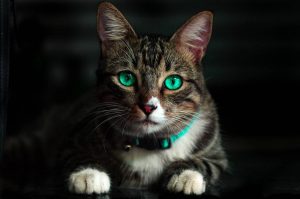 Tira dúvidas sobre gatos e problemas oculares: o que todo dono precisa saber 2