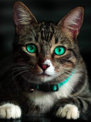 Tira dúvidas sobre gatos e problemas oculares: o que todo dono precisa saber