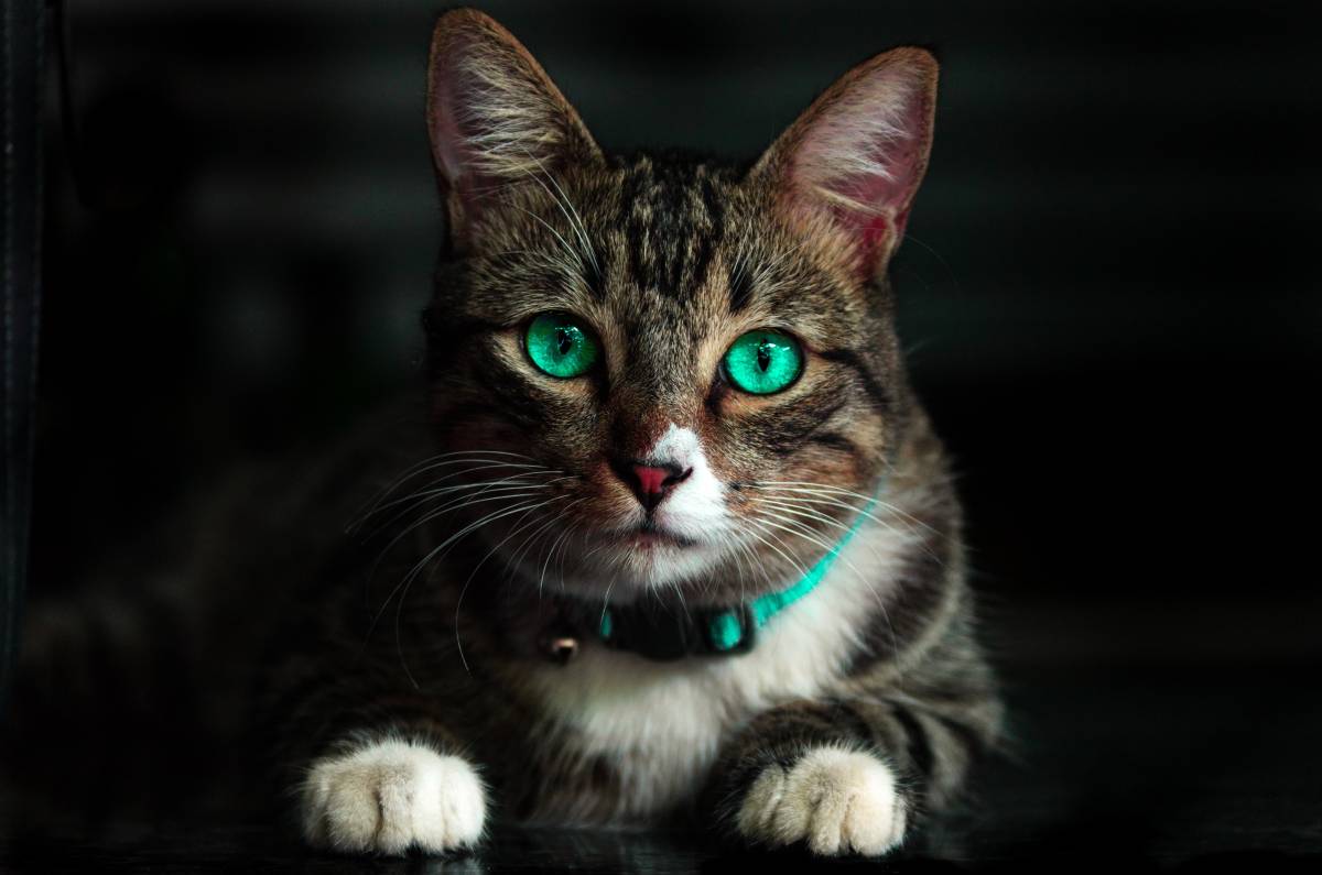 Tira dúvidas sobre gatos e problemas oculares: o que todo dono precisa saber 1
