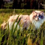 5 primeiros sinais de alerta de hipertireoidismo em gatos 5