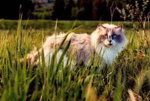 5 primeiros sinais de alerta de hipertireoidismo em gatos 6
