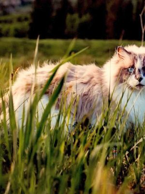 5 primeiros sinais de alerta de hipertireoidismo em gatos