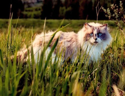 5 primeiros sinais de alerta de hipertireoidismo em gatos