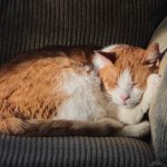 5 sintomas de gato com dor ou desconforto 6