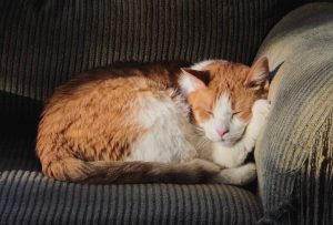 5 sintomas de gato com dor ou desconforto 3