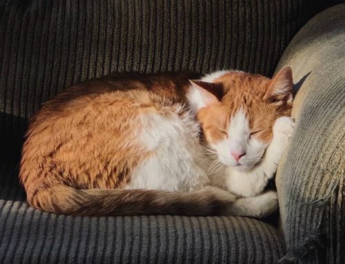 5 sintomas de gato com dor ou desconforto