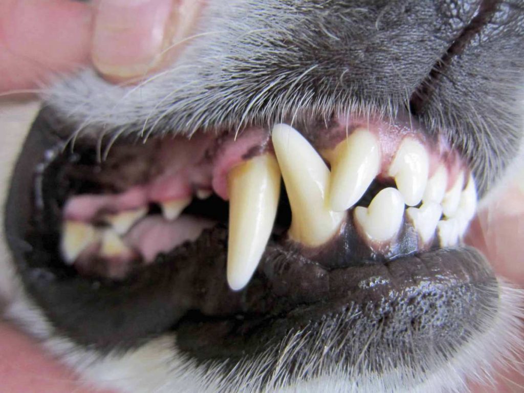 Limpeza de dentes em cães - Guia para você saber o que é importante 2