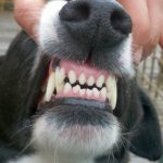 Limpeza de dentes em cães - Guia para você saber o que é importante 6