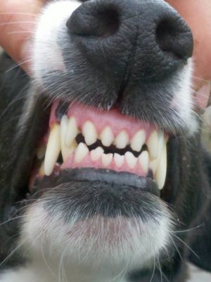 Limpeza de dentes em cães – Guia para você saber o que é importante